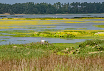 A Swan in the vibrant beautiful Purbeck waters at Brands Bay, Dorset