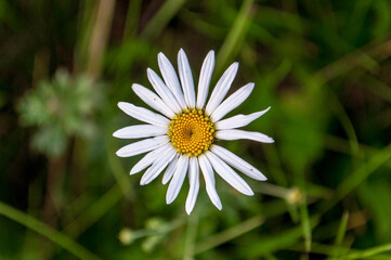 Obraz premium camomile in the field in the evening