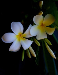 White and yellow plumerias in close up and blur background.