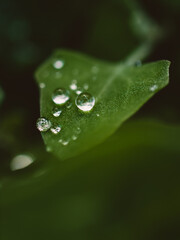 green leaf with water drops