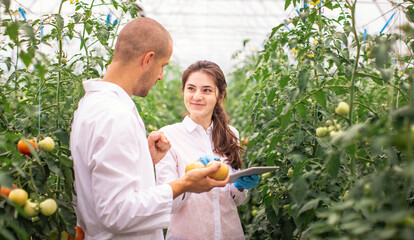Obraz premium Scientists check the seedlings in the greenhouse. Checking the greenhouse with tomatoes. Check in the tablet.