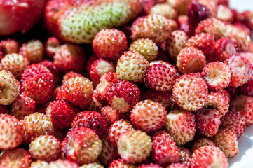 fresh strawberries - wild berry in June