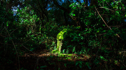 Luminosidad en la oscuridad 