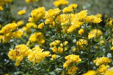 Beautiful bush of yellow roses in a spring garden. Rose garden.