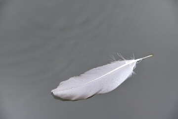Black and white shot of a bird feather floating on water