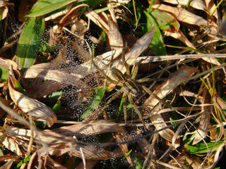 spider web wiht drops and spider