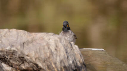 African Red-eyed Bulbul looking