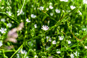 vegetation in the forest in summer