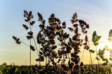 wheat field at sunset