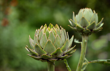 Green artichokes grow in the garden on tall stems in the green