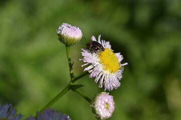 
An insect on a pink flower