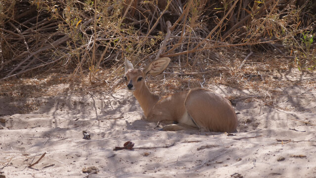 Close up from a steenbok resting at the Hoanib Riverbed