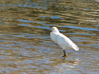 egret in the water