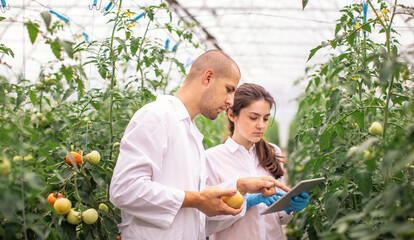 Scientists check the seedlings in the greenhouse. Checking the greenhouse with tomatoes. Check in the tablet.