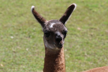 Llama in the field near Machu Pichu City