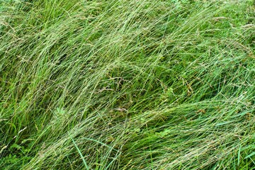 green grass of wild prairie