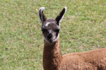 Llama in the field near Machu Pichu City