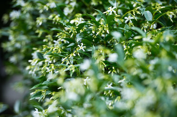 Fototapeta na wymiar Trachelospermum jasminoides (known also as rincospermum) with white flowers