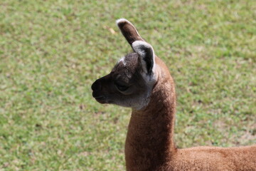 Llama in the field near Machu Pichu City