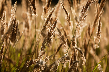 Fototapeta premium plants on the field at sunset