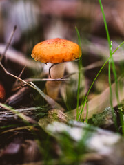Orange mushroom in the forest