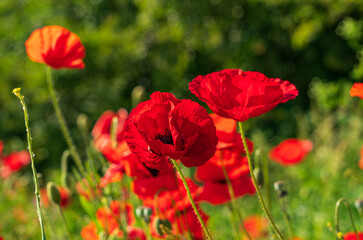 Beautiful, vibrant red poppies in English wildflower meadow on a summer's day