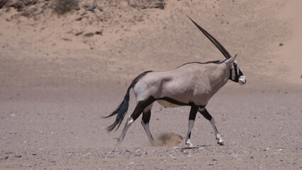 Gemsbok walks on the dry and warm Hoanib Riverbed