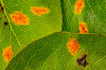 Pear rust disease Gymnosporangium sabinae on a leaf