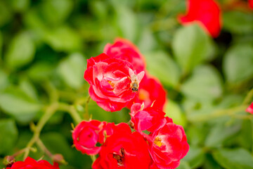 red rose in garden
