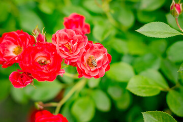 red rose in garden
