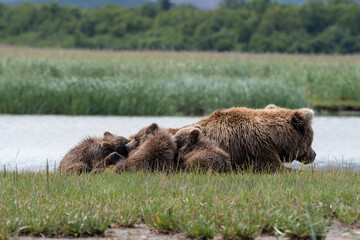 Coastal brown bear (Ursus arctos) family in a meadow beside a river in Alaska
