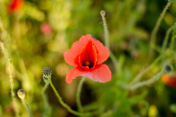 red poppy flowers