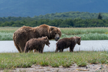 Fototapeta premium Coastal brown bear (Ursus arctos) family in a meadow beside a river in Alaska