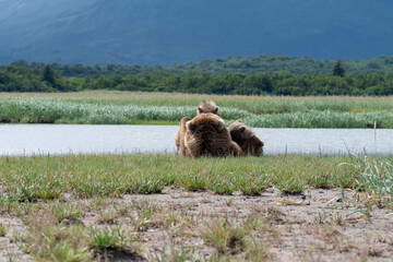 Female coastal brown bear (Ursus arctos) feeding her cubs by a river in Alaska
