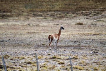 red deer in the wild