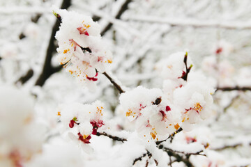 Cherry flowers in the snow. Beautiful spring background