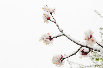 Cherry flowers in the snow. Beautiful spring background
