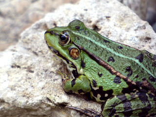 Seefrosch - Pelophylax ridibundus