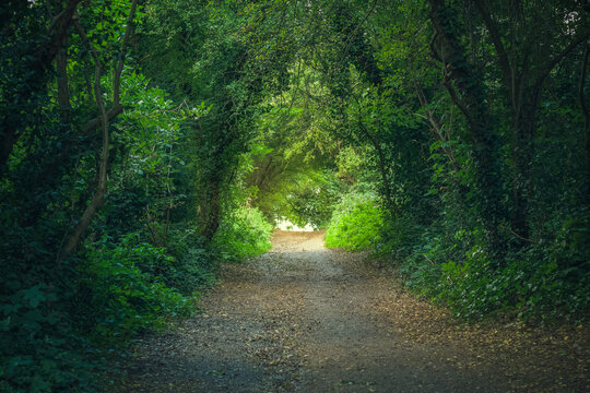 Fototapeta Tree tunnel at Hampstead Heath in London