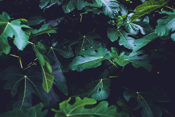 tropical green plant dark background