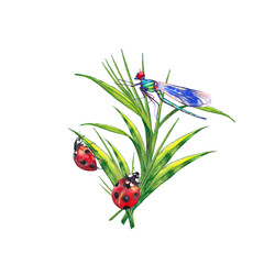 Bouquet of summer lawn plants with insects. Illustration of green grass with ladybug and dragonfly. Watercolor hand painted isolated elements on white background. © Na.Ko.