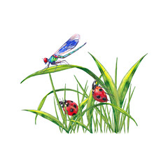 Card design of summer lawn plants with insects. Illustration of green grass with ladybug and dragonfly. Watercolor hand painted isolated elements on white background. © Na.Ko.