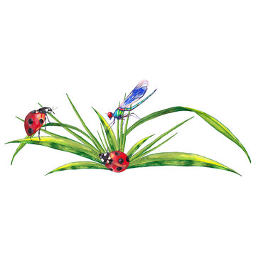 Card design of summer lawn plants with insects. Illustration of green grass with ladybug and dragonfly. Watercolor hand painted isolated elements on white background.