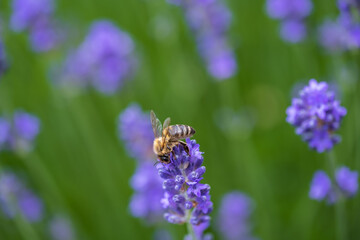 A bee sits on a lavender flower