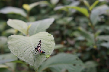 小雨の中、葉で休憩する蝶