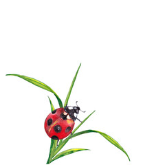 Sticker design of summer lawn plants with insect. Illustration of green grass with ladybug on stems. Watercolor hand painted isolated elements on white background.