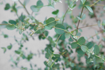 Close up photo of fresh eucalyptus leaves of gunnii bush