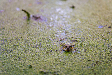 Nature reserve Pfrunger-Burgweiler-Ried in autumn