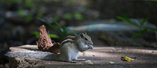 Squirrel eating free in the forest
