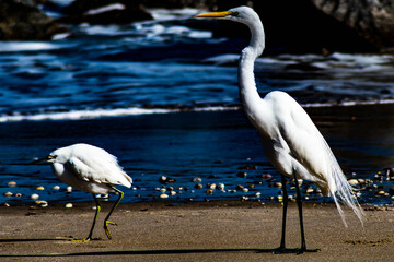 Birds at the beach